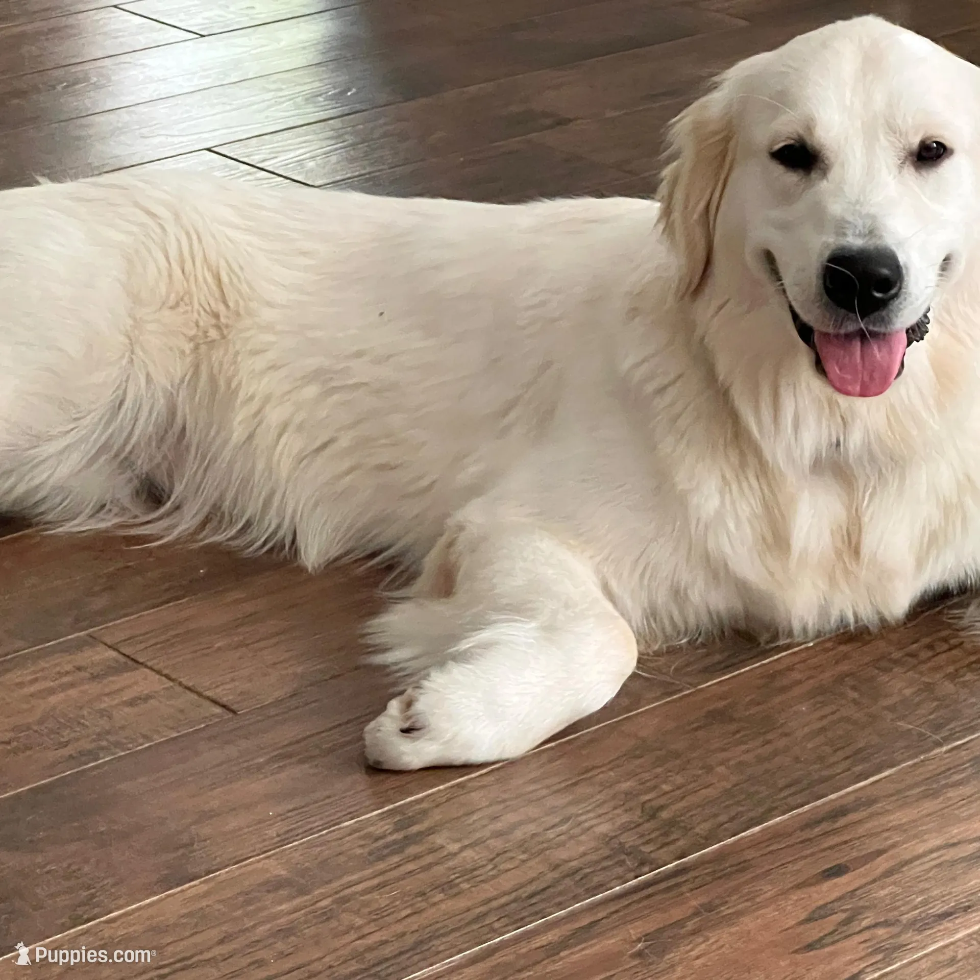 Lavender Standard F1, a female Goldendoodle for sale in The Woodlands, TX – Photo 6 of 6