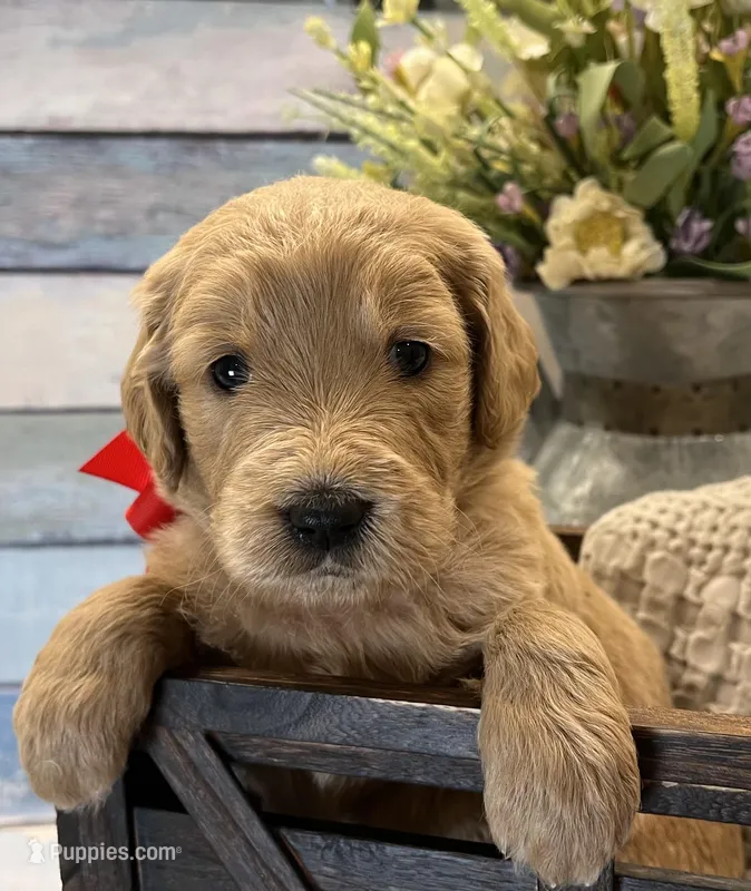 Poppy Standard F1 – Goldendoodle puppy for sale in The Woodlands, TX