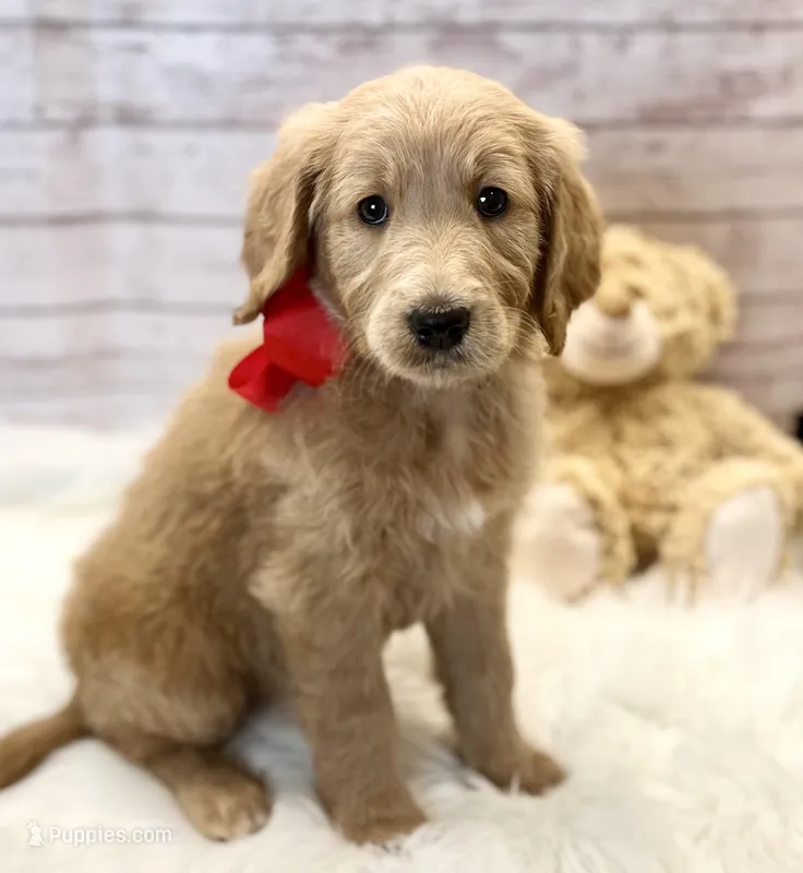 Poppy Standard F1 – Goldendoodle puppy for sale in The Woodlands, TX