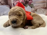 Poppy Standard F1, a female Goldendoodle for sale in The Woodlands, TX – Photo 3 of 5