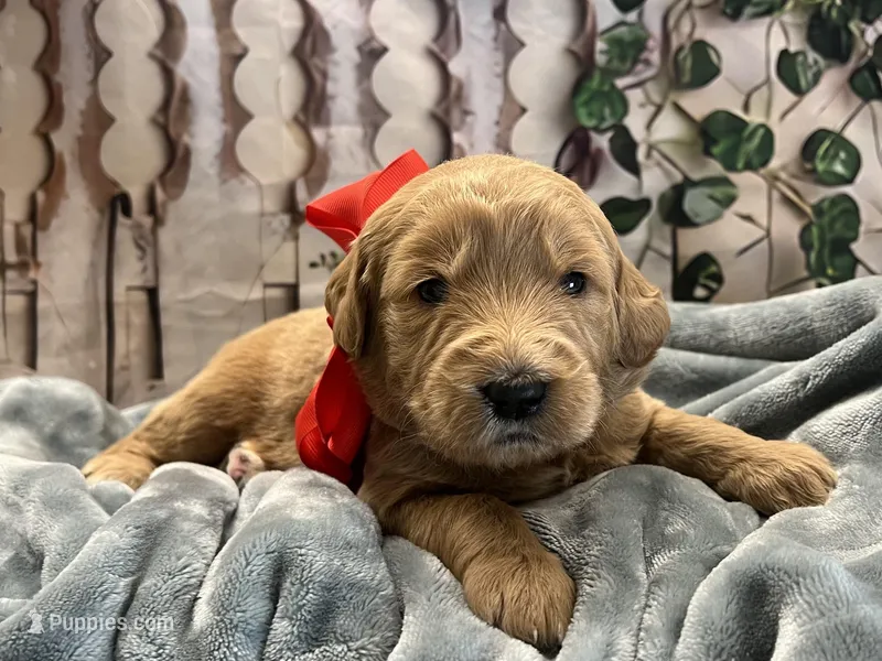 Poppy Standard F1, a female Goldendoodle for sale in The Woodlands, TX – Photo 1 of 5