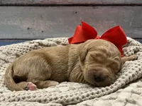 Poppy Standard F1, a female Goldendoodle for sale in The Woodlands, TX – Photo 4 of 5