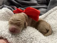 Poppy Standard F1, a female Goldendoodle for sale in The Woodlands, TX – Photo 2 of 5