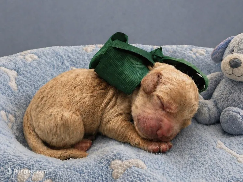 Goose – Goldendoodle puppy for sale in The Woodlands, TX