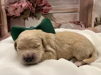 Goose, a male Goldendoodle for sale in The Woodlands, TX – 7 of 8