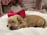 Paisley F1, a female Goldendoodle for sale in The Woodlands, TX – 2 of 4