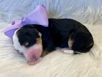 Bella, a female Bernedoodle for sale in The Woodlands, TX – 4 of 4