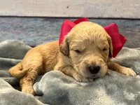 Paisley F1, a female Goldendoodle for sale in The Woodlands, TX – 1 of 4