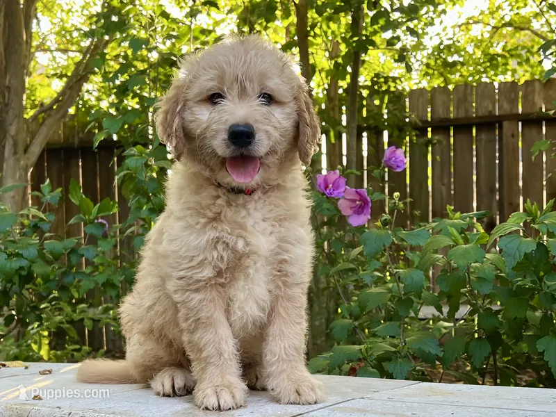 Ranger – Goldendoodle puppy for sale in The Woodlands, TX