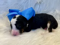 Baxter, a male Bernedoodle for sale in The Woodlands, TX – 4 of 4