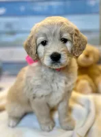 Molly - F1 mini, a female Miniature Goldendoodle for sale in The Woodlands, TX – Photo 1 of 9