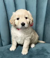 Molly - F1 mini, a female Miniature Goldendoodle for sale in The Woodlands, TX – Photo 2 of 9