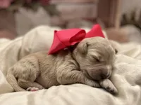 Molly - F1 mini, a female Miniature Goldendoodle for sale in The Woodlands, TX – Photo 8 of 9