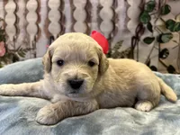 Molly - F1 mini, a female Miniature Goldendoodle for sale in The Woodlands, TX – Photo 6 of 9