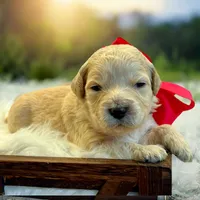 Molly - F1 mini, a female Miniature Goldendoodle for sale in The Woodlands, TX – Photo 7 of 9