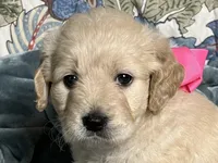 Molly - F1 mini, a female Miniature Goldendoodle for sale in The Woodlands, TX – Photo 4 of 9