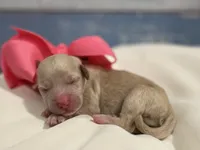 Molly - F1 mini, a female Miniature Goldendoodle for sale in The Woodlands, TX – Photo 9 of 9