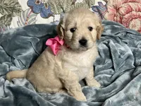 Molly - F1 mini, a female Miniature Goldendoodle for sale in The Woodlands, TX – Photo 3 of 9