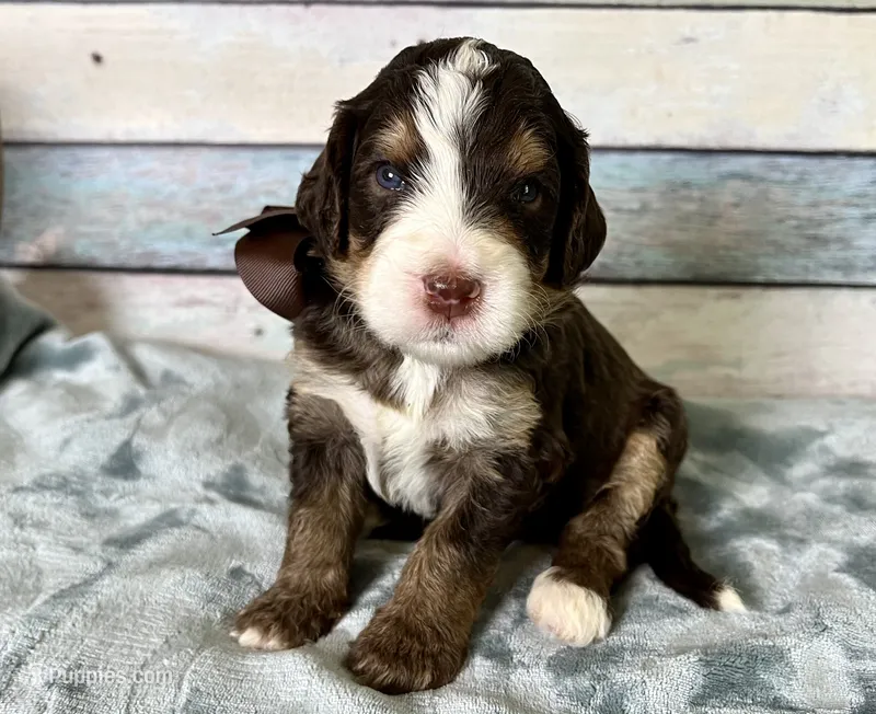 Charlie – Bernedoodle puppy for sale in The Woodlands, TX