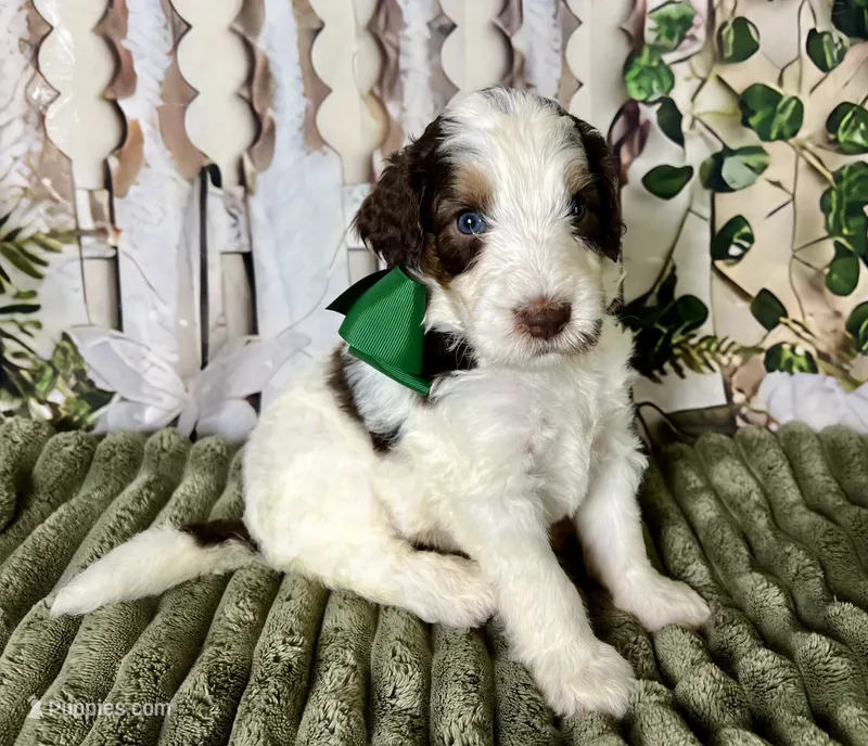 Max – Bernedoodle puppy for sale in The Woodlands, TX