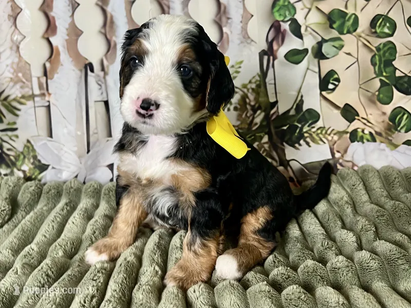 Dolly – Bernedoodle puppy for sale in The Woodlands, TX