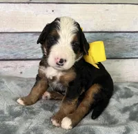 Dolly, a female Bernedoodle for sale in The Woodlands, TX – 2 of 4