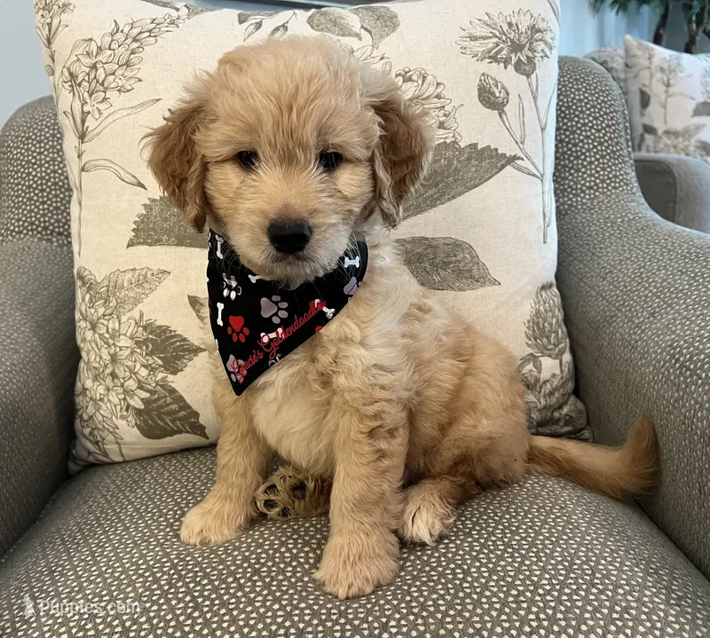 Ranger – Goldendoodle puppy for sale in The Woodlands, TX