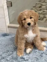 Hydrangea , a female Goldendoodle for sale in The Woodlands, TX – Photo 1 of 10