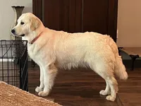 Hydrangea , a female Goldendoodle for sale in The Woodlands, TX – Photo 7 of 8