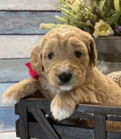Hydrangea , a female Goldendoodle for sale in The Woodlands, TX – Photo 3 of 8