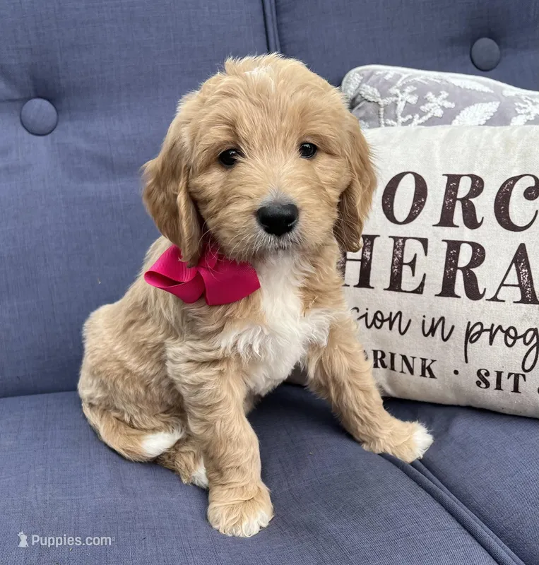 Hydrangea  – Goldendoodle puppy for sale in The Woodlands, TX