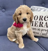 Hydrangea , a female Goldendoodle for sale in The Woodlands, TX – Photo 2 of 8