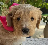 Hydrangea , a female Goldendoodle for sale in The Woodlands, TX – Photo 4 of 8