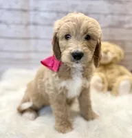 Hydrangea , a female Goldendoodle for sale in The Woodlands, TX – Photo 1 of 8