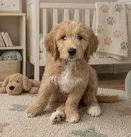 Baby F1 trained, a female Goldendoodle for sale in The Woodlands, TX – Photo 1 of 10