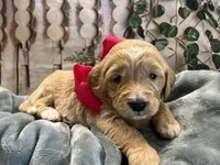 Hydrangea , a female Goldendoodle for sale in The Woodlands, TX – Photo 5 of 8