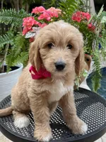 Hydrangea , a female Goldendoodle for sale in The Woodlands, TX – Photo 3 of 10