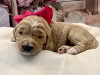 Hydrangea , a female Goldendoodle for sale in The Woodlands, TX – Photo 6 of 8