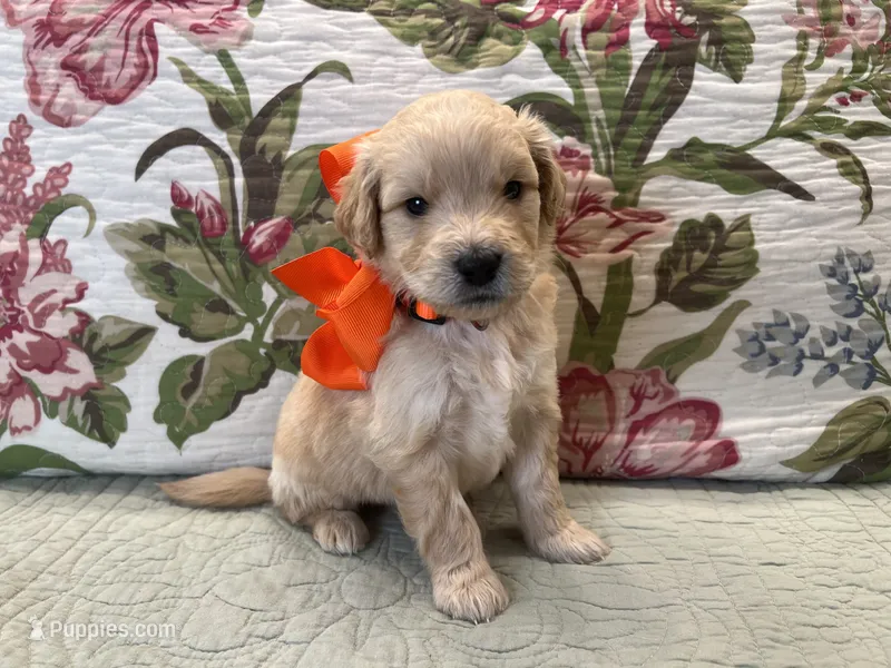 Oliver – Goldendoodle puppy for sale in The Woodlands, TX