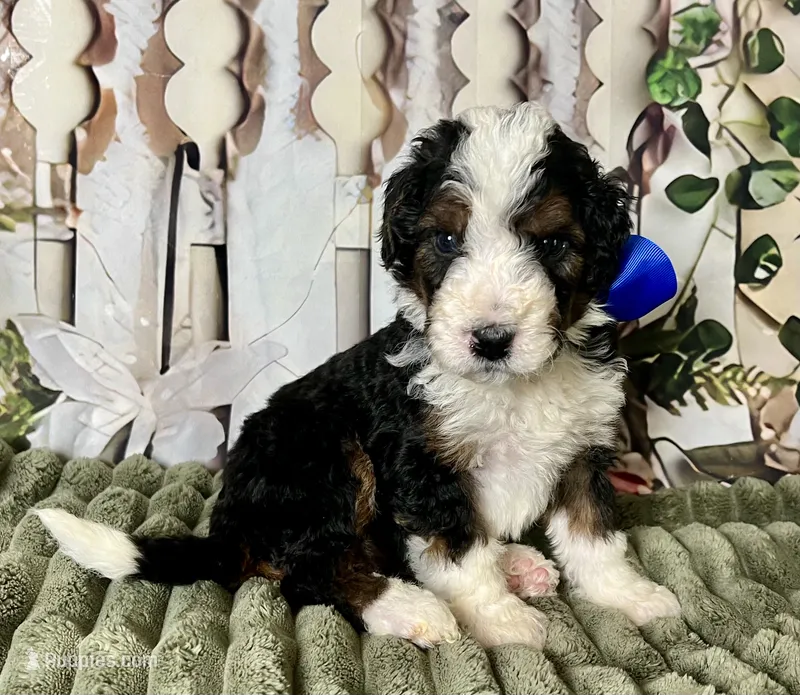 Baxter – Bernedoodle puppy for sale in The Woodlands, TX