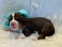 Melody , a female Bernedoodle for sale in The Woodlands, TX – 5 of 5