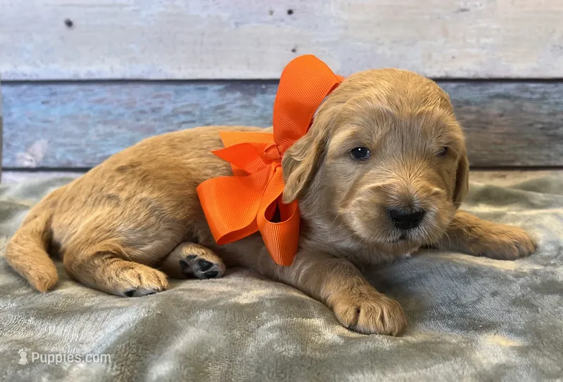 Hope – Goldendoodle puppy for sale in The Woodlands, TX