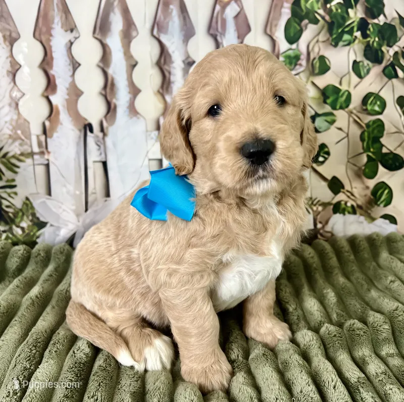 Bandit – Goldendoodle puppy for sale in The Woodlands, TX
