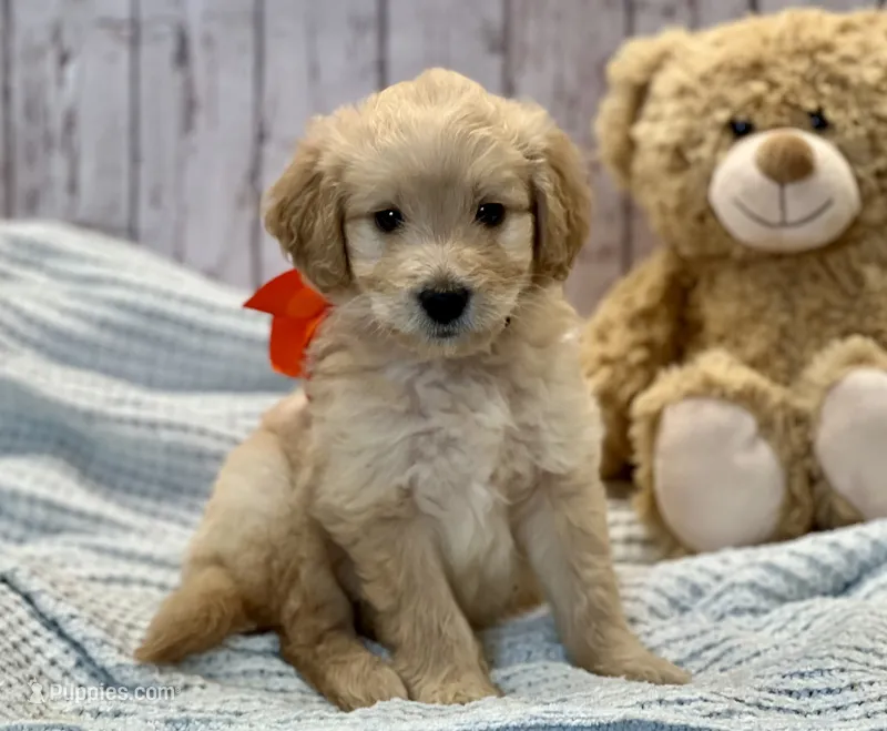 Oliver – Goldendoodle puppy for sale in The Woodlands, TX