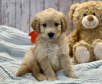 Oliver, a male Goldendoodle for sale in The Woodlands, TX – 1 of 8