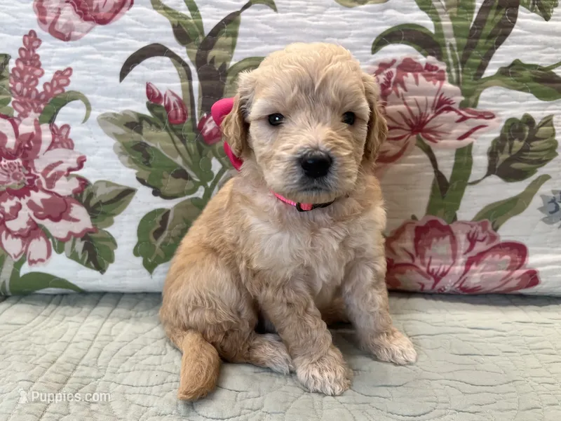 Paisley F1 – Goldendoodle puppy for sale in The Woodlands, TX