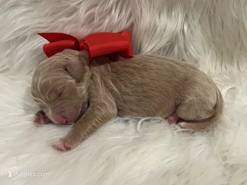 Ruby – Goldendoodle puppy for sale in The Woodlands, TX