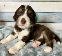 Melody , a female Bernedoodle for sale in The Woodlands, TX – 3 of 5