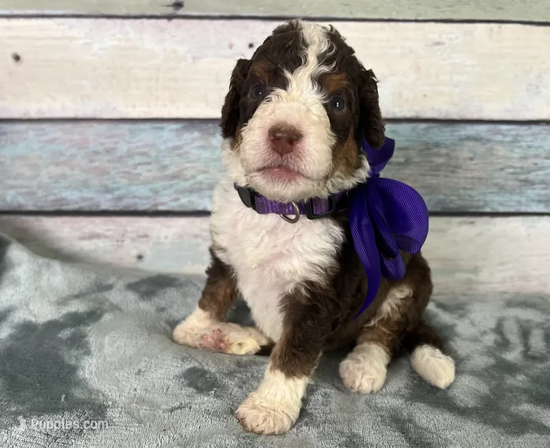 Paisley – Bernedoodle puppy for sale in The Woodlands, TX