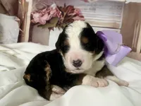 Bella, a female Bernedoodle for sale in The Woodlands, TX – 3 of 4